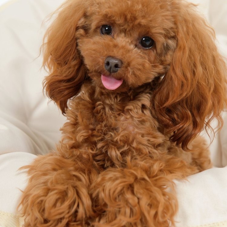 The Poodle: A Beloved and Versatile Companion
