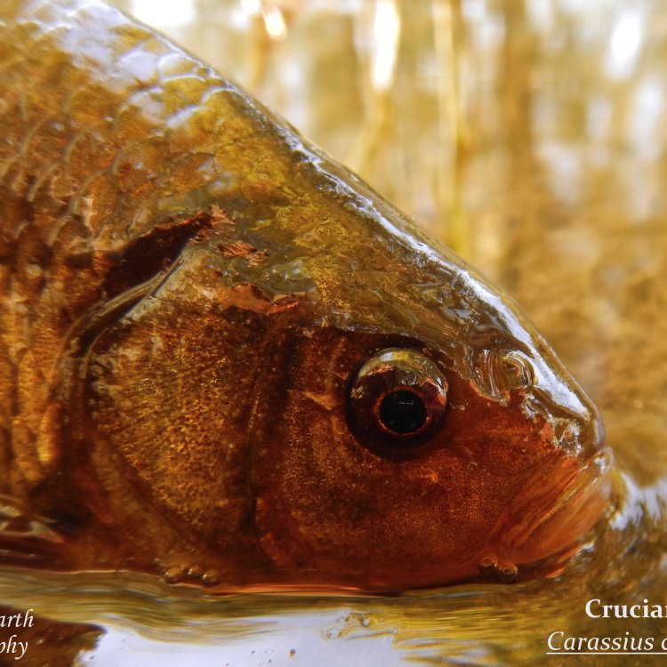 The Fascinating World of Crucian Carp: The Golden Fish of Europe and Asia