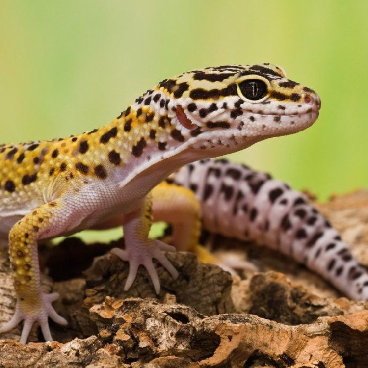 Welcome to the Colorful World of Leopard Geckos!