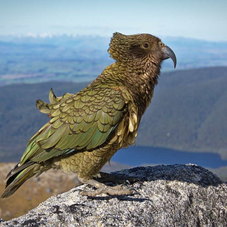 The Clever and Charismatic Kea: A Parrot like No Other