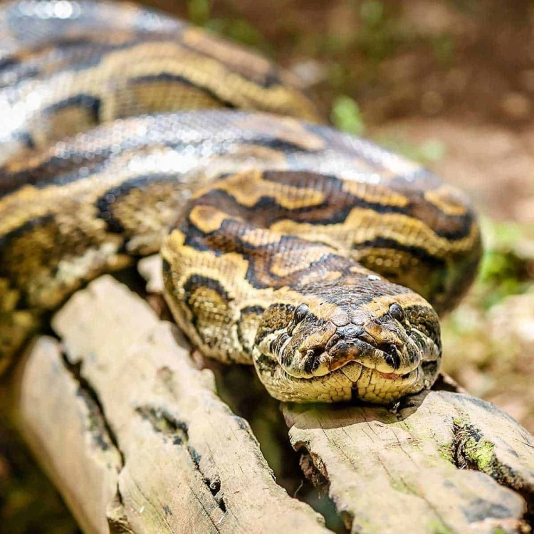 The Magnificent and Mighty Rock Python: A Look Into Africa's Largest Snake