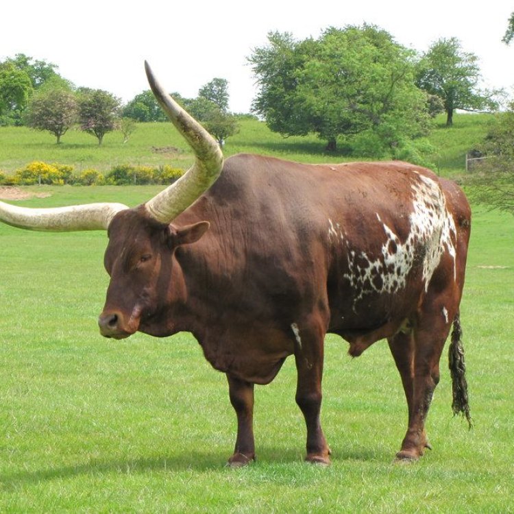 The Mighty Ox: A Fascinating Creature in the World of Mammals
