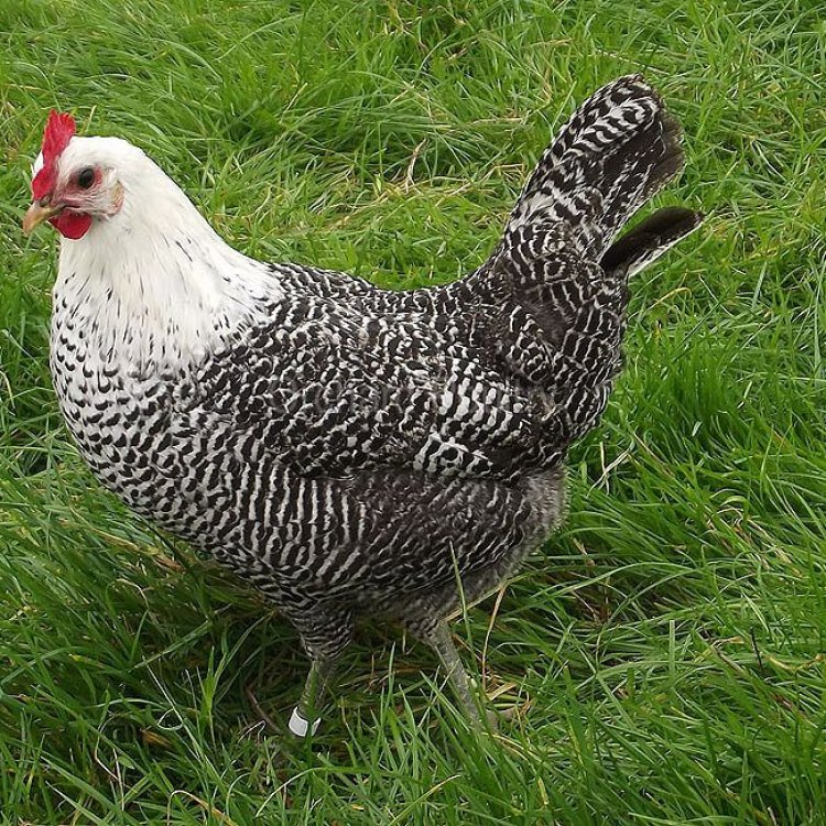 Exploring the Unique Features of the Campine Chicken