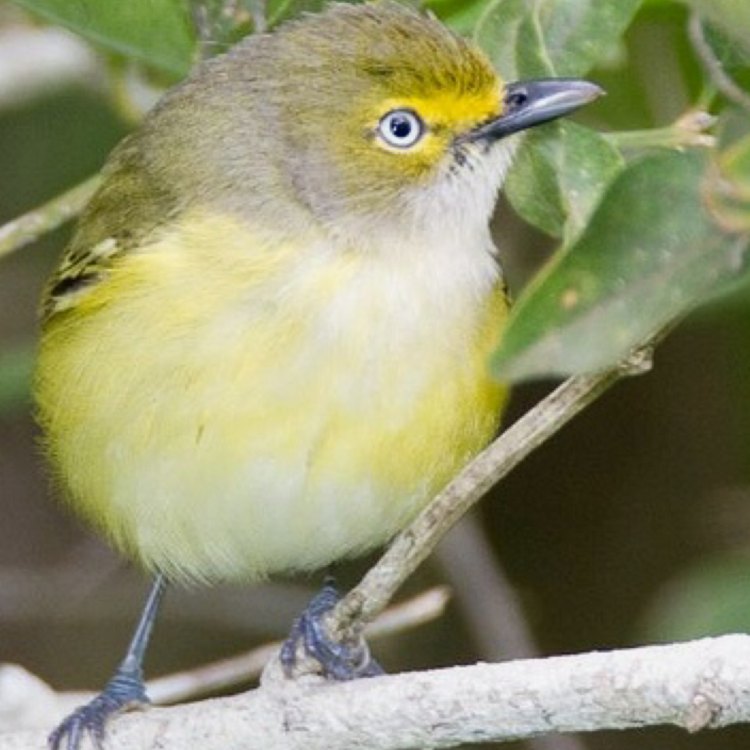 The Chirpy White Eyed Vireo: Small Yet Mighty in the World of Birds
