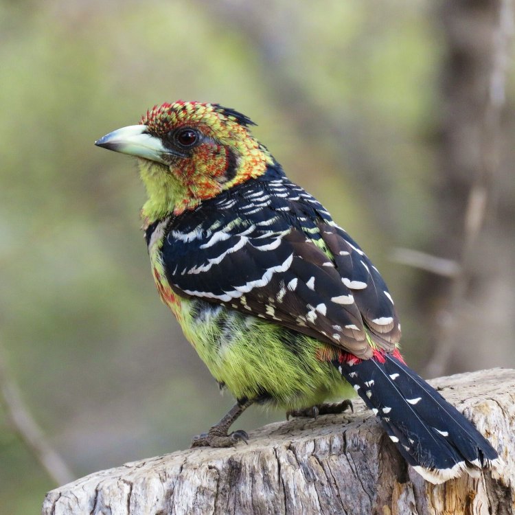 The Vibrant World of Barbets: An Exploration of Nature's Colorful Birds