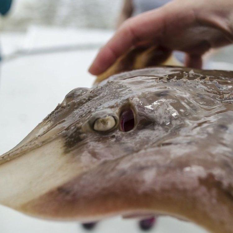 The Enigmatic Clearnose Skate: A Master of Adaptation in Coastal Waters