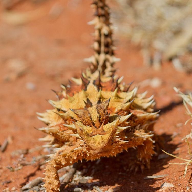 The Unique and Mysterious Thorny Devil: A Creature of the Australian Outback