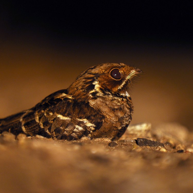 The Mysterious and Fascinating Nightjar: A Master of the Night Sky