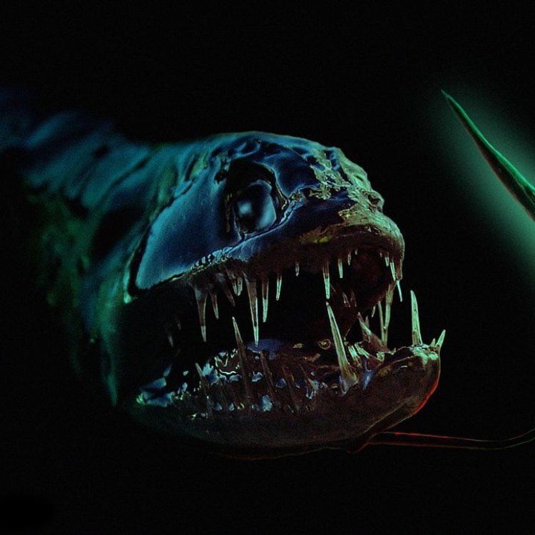 Unveiling the Mysteries of the Mysterious Dragonfish