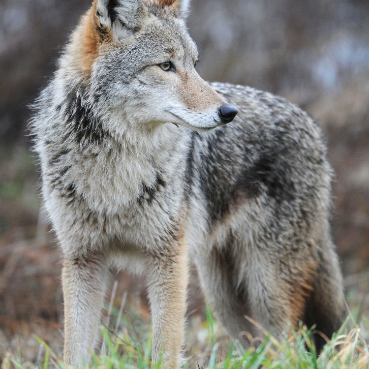 The Versatile and Adaptive Coyote: A Master of Survival