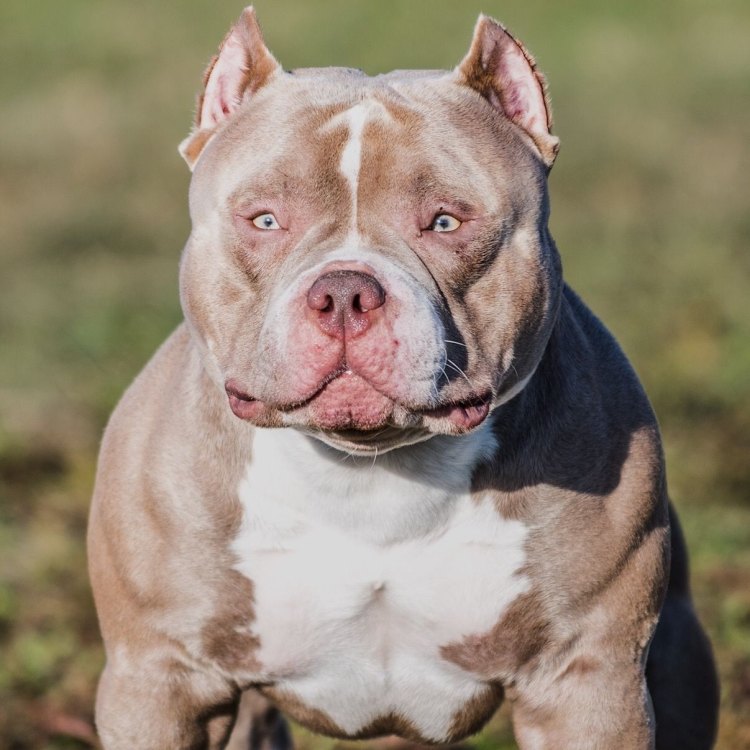 The Origins and History of the American Bully
