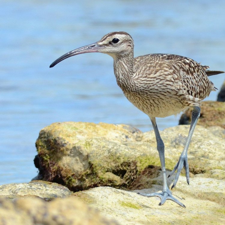 The Elegant and Wily Whimbrel: A Master of Coastal Living