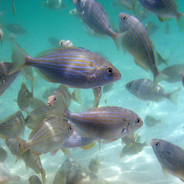 Pinfish: The Small But Mighty Fish of the Gulf of Mexico