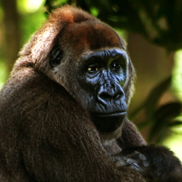 The Majesty of the Cross River Gorilla: A Primate Worth Protecting