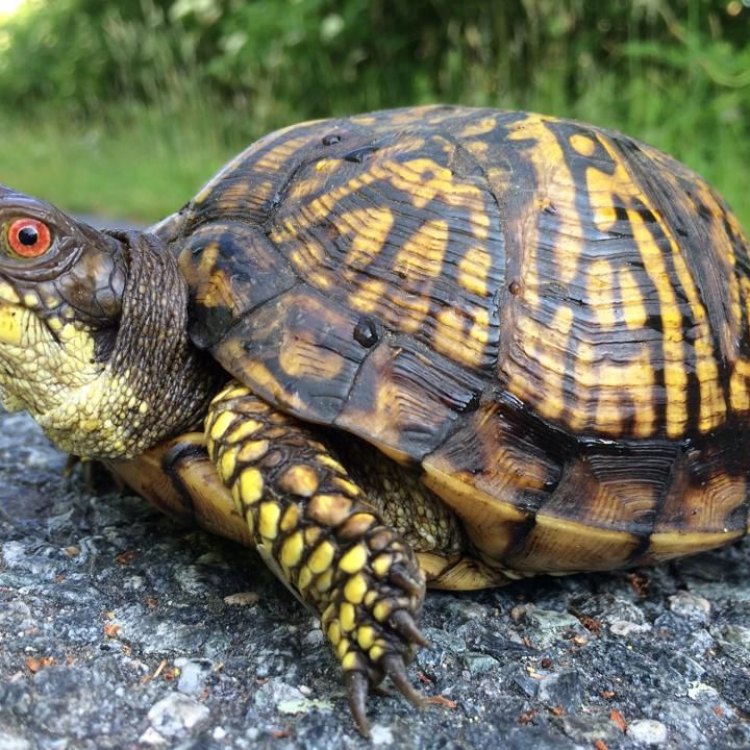 The Fascinating World of the Eastern Box Turtle