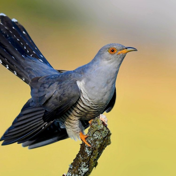The Cuckoo: Nature's Master of Deception