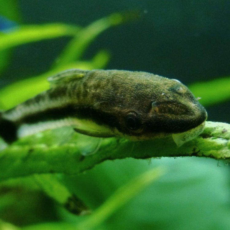The Amazing Armored Catfish: Surviving the Depths of the Amazon River Basin