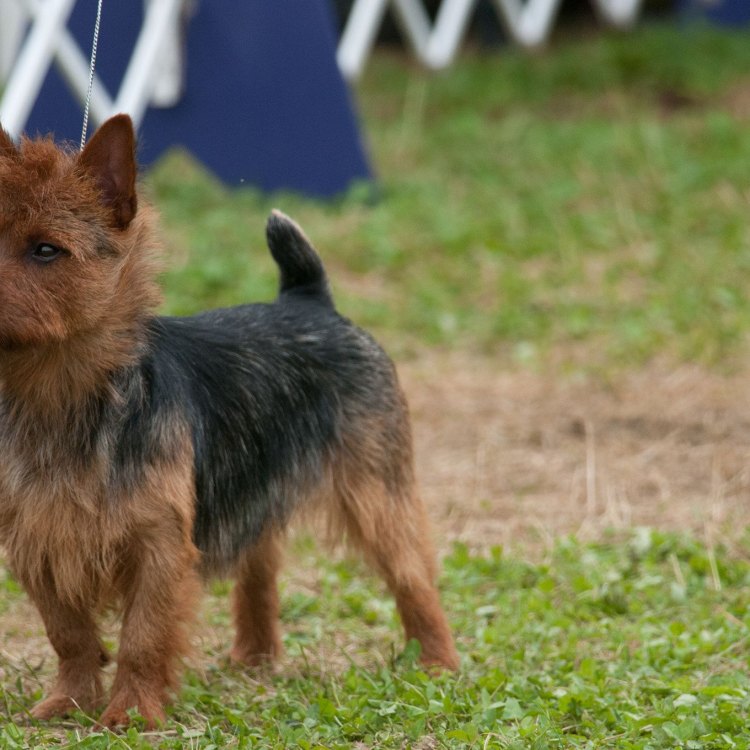 Australian Terrier: A Small But Mighty Canine