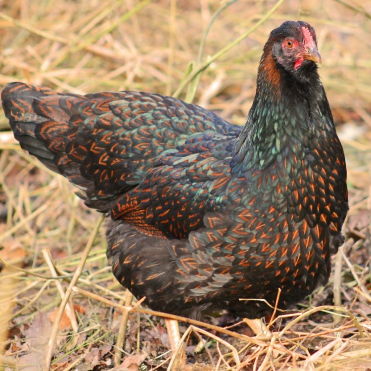 The Mysterious and Beautiful Barnevelder: A Closer Look at the Fascinating Breed
