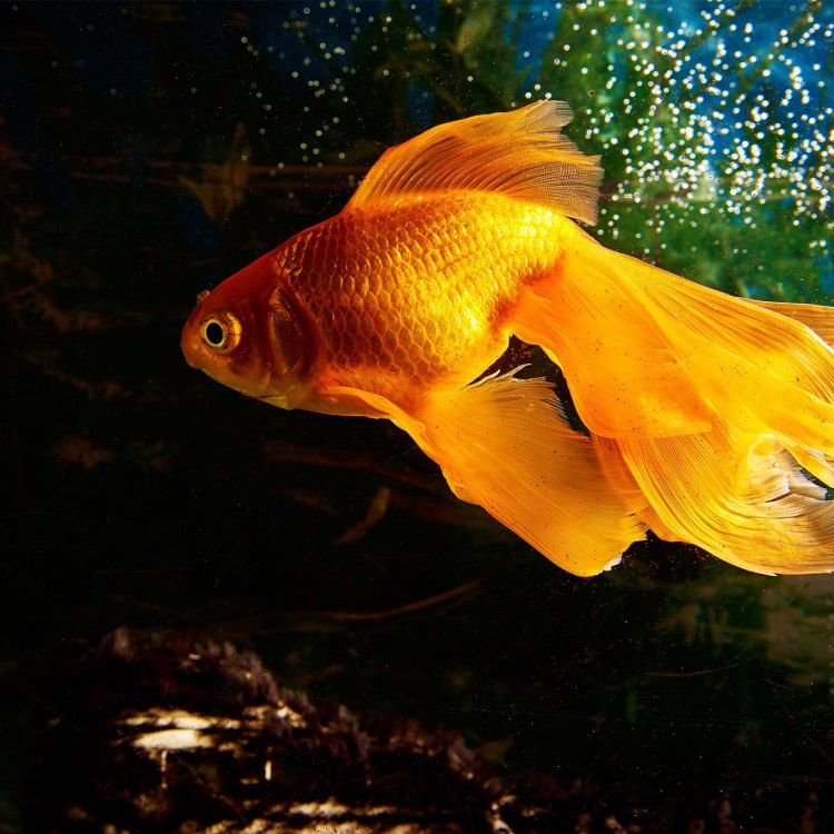 The Little Fish with a Big Reputation: A Closer Look at the Goldfish