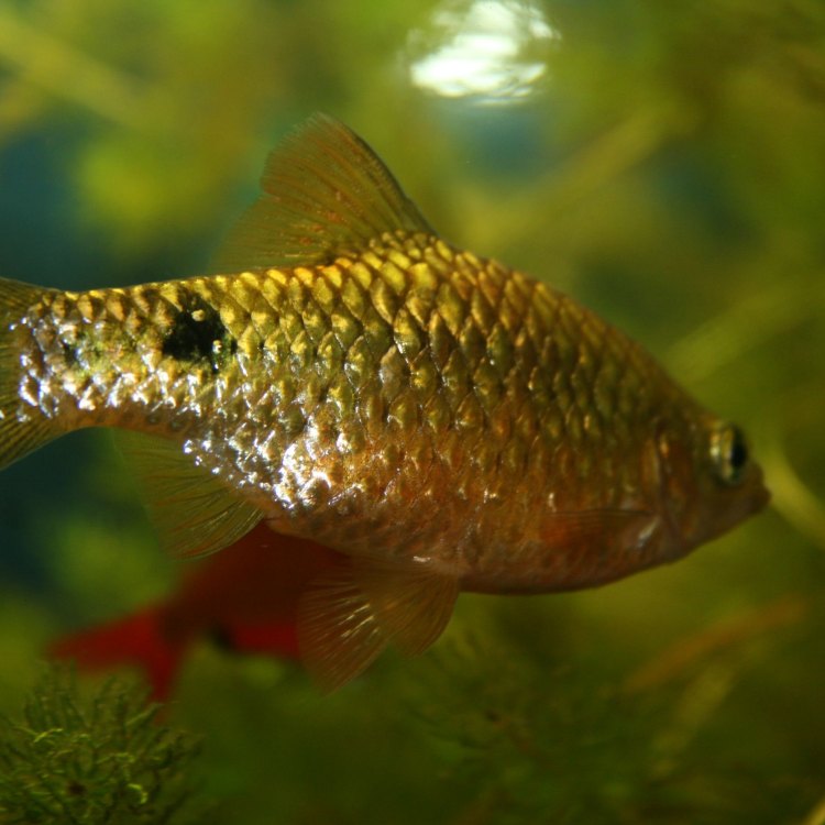 The Fascinating World of the Barb Fish: Exploring a Popular Aquatic Species