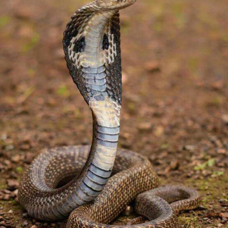 The Mysterious Arabian Cobra: A Slender Serpent of the Desert