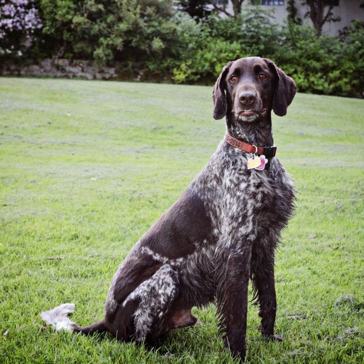 The German Longhaired Pointer: A Majestic and Versatile Breed