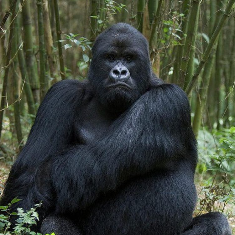 The Majestic Mountain Gorilla: A Fascinating and Endangered Species