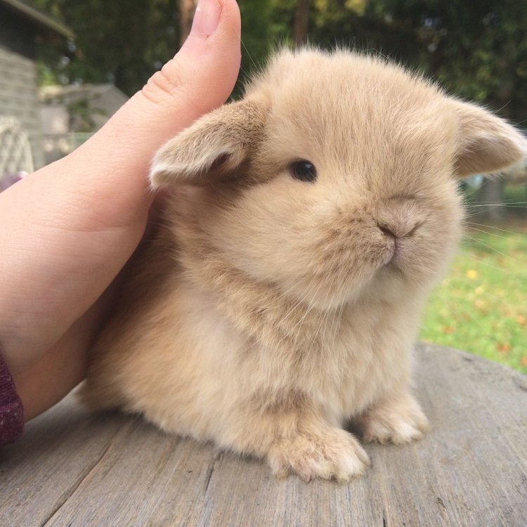 The Charming Mini Lop: Discovering the Delights of These Adorable Rabbits