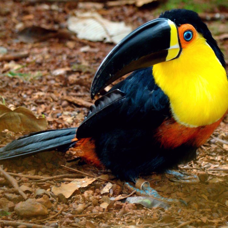 Toucan: The Magnificent Bird of the Tropical Rainforest