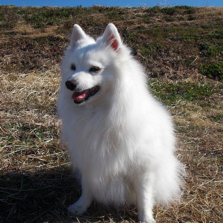 The Charming Japanese Spitz: A Loyal Companion and a Desirable Household Pet