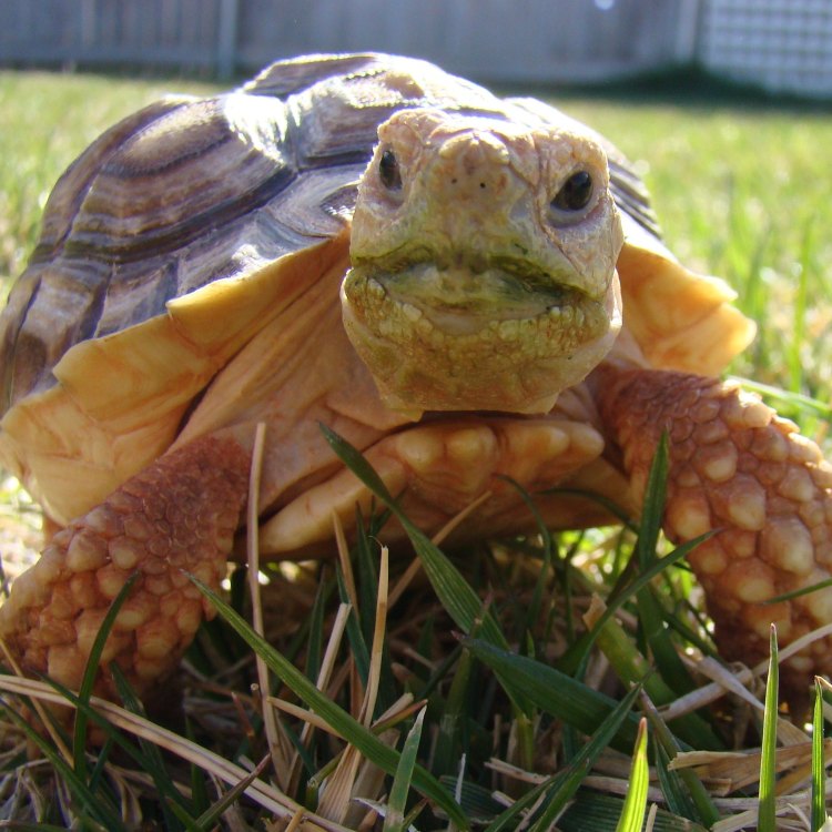 The Mighty and Astounding Sulcata Tortoise