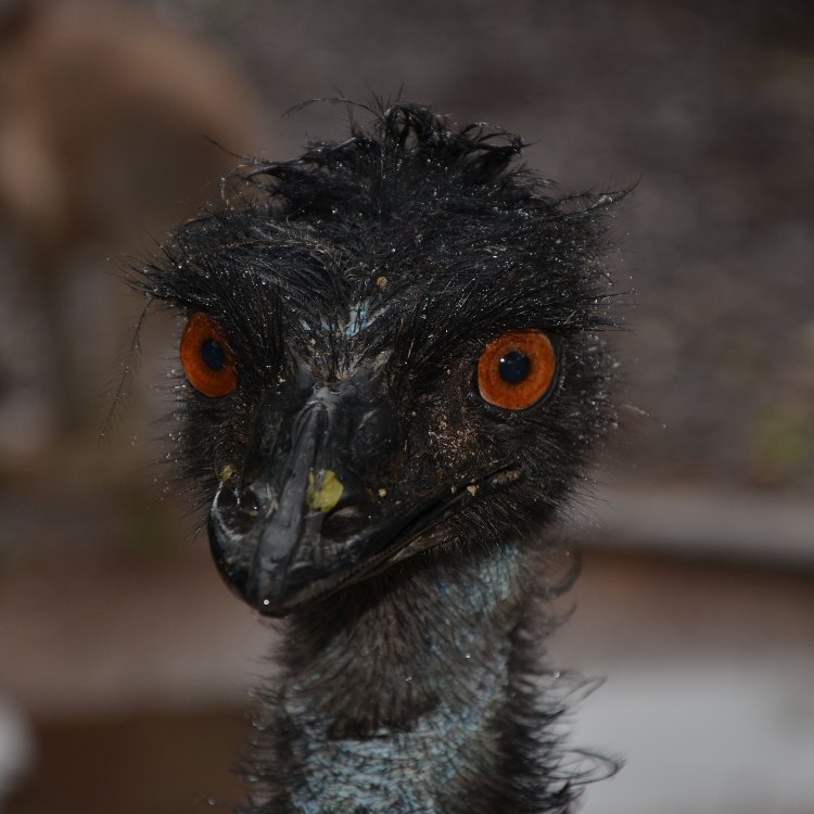 The Majestic Emu: A Fascinating Flightless Bird of Australia
