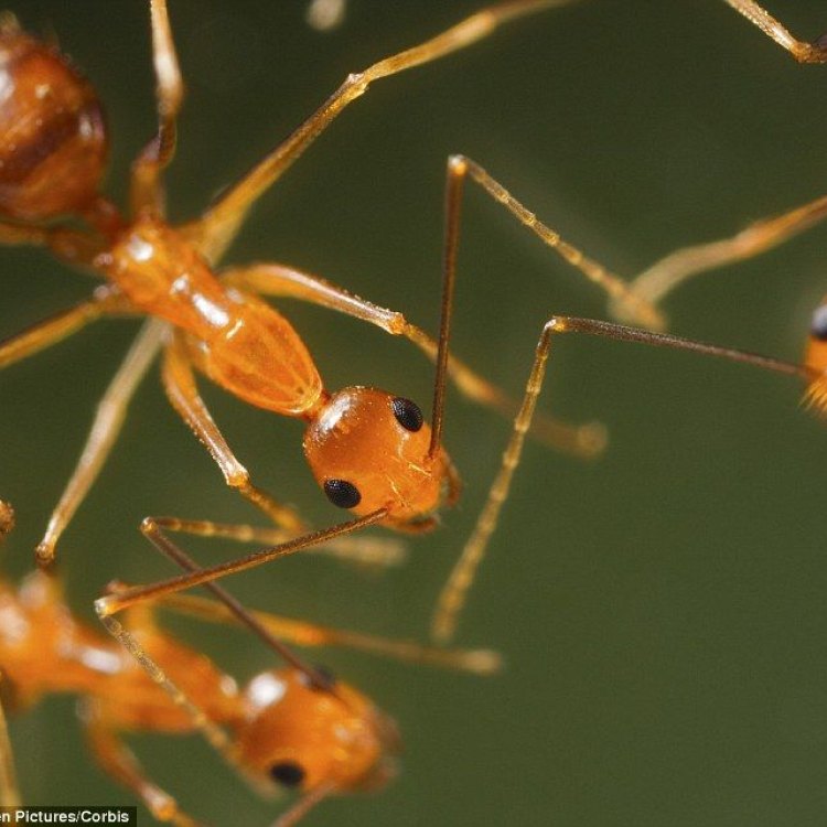 The Tiny But Formidable Yellow Crazy Ant: The Invasive Species That's Taking Over the World
