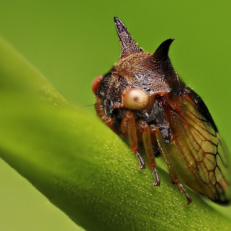 The Intriguing Treehopper: A Master of Camouflage in the Insect World