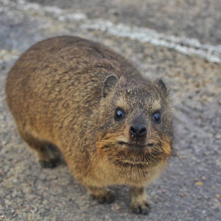 The Fascinating World of the Rock Hyrax: A Small Yet Mighty Creature