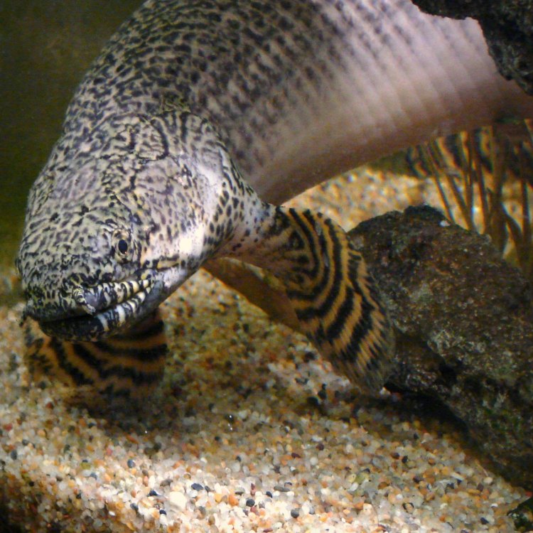 The Extraordinary Ornate Bichir: A Creature of Legend and Mystery