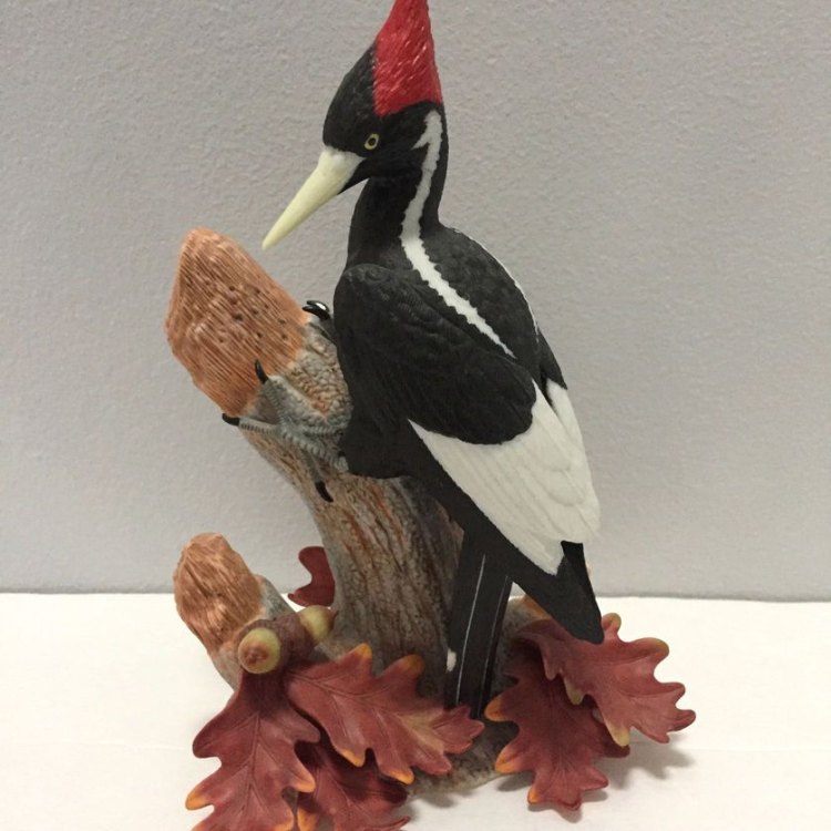 The Resilience of the Ivory Billed Woodpecker: A Species Revived