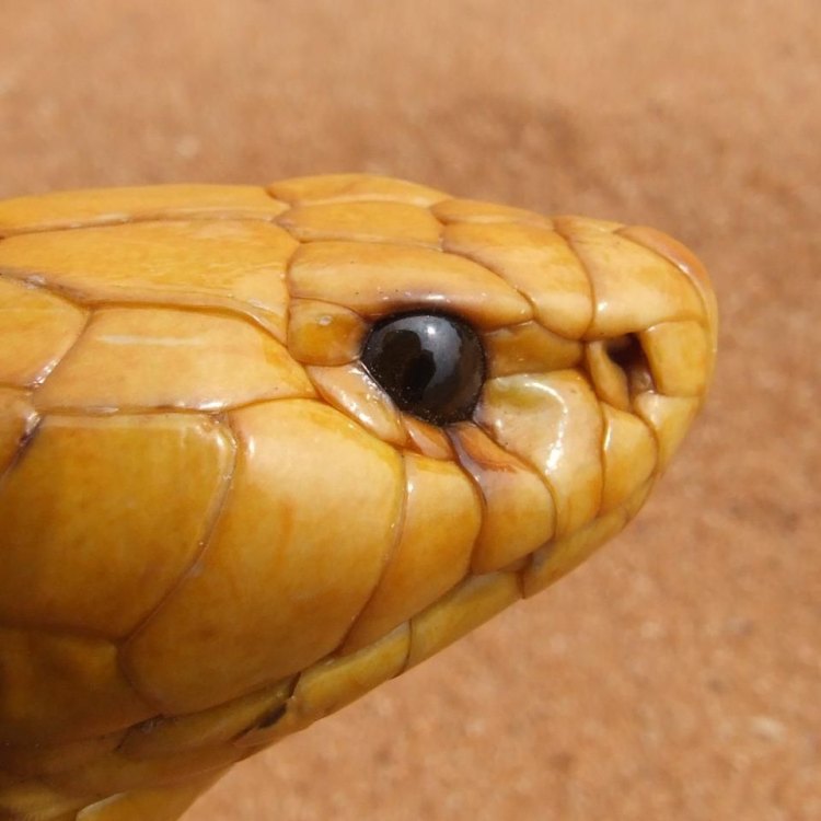 The Magnificent Yellow Cobra: A Lethal Predator of the South Asian Forests