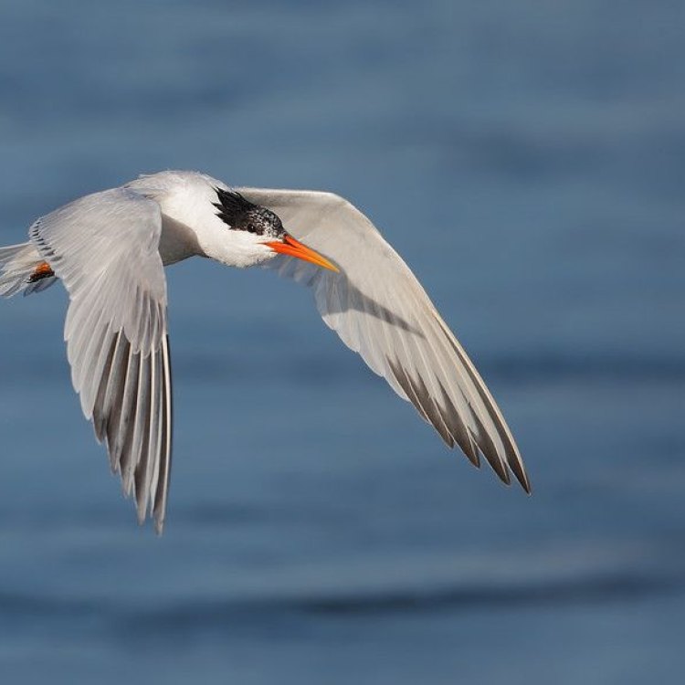 The Elegant Tern: The Graceful Bird of the Pacific Coast
