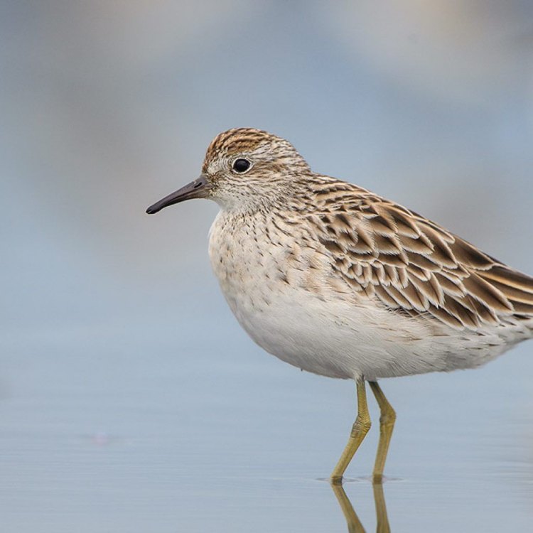 The Fascinating World of Sandpipers