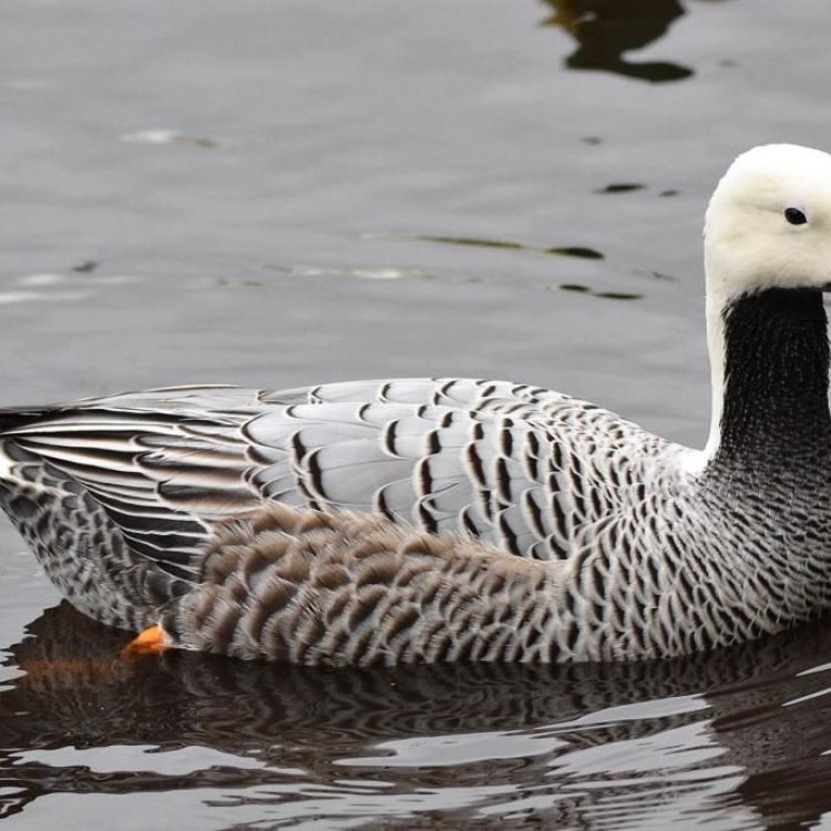 The Fascinating Emperor Goose: The King of Coastal Tundra