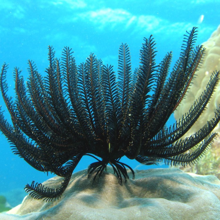 The Enigmatic Beauty of Feather Stars: A Unique Marine Creature