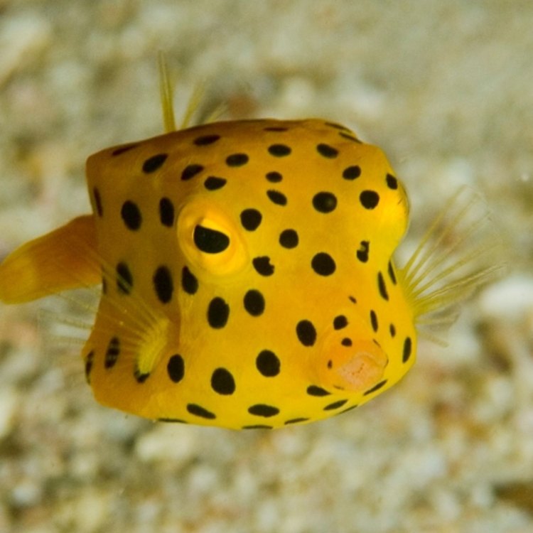 The Fascinating World of Boxfish: An Underwater Marvel