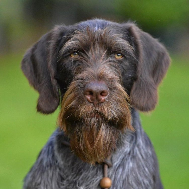 The Versatile Hunter: A Closer Look at the German Wirehaired Pointer