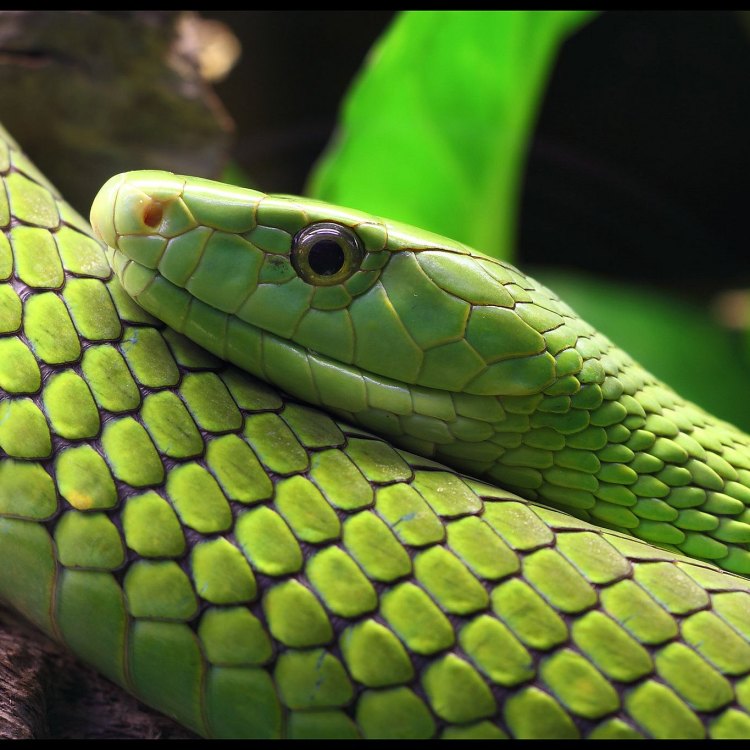 The Lethal and Beautiful Green Mamba: An Untold Story of Africa's Elusive Snake