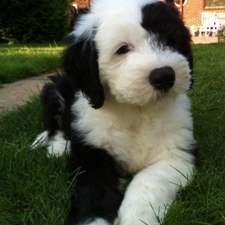 The Old English Sheepdog: A Unique and Beloved Breed