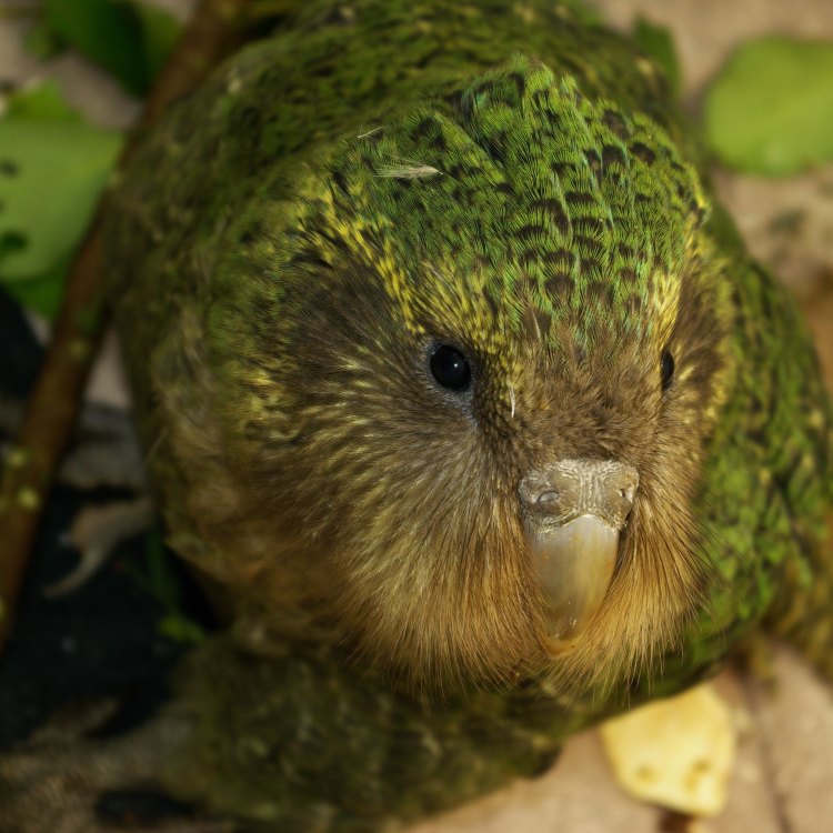 The Enigmatic Kakapo: New Zealand's Flightless Endangered Parrot