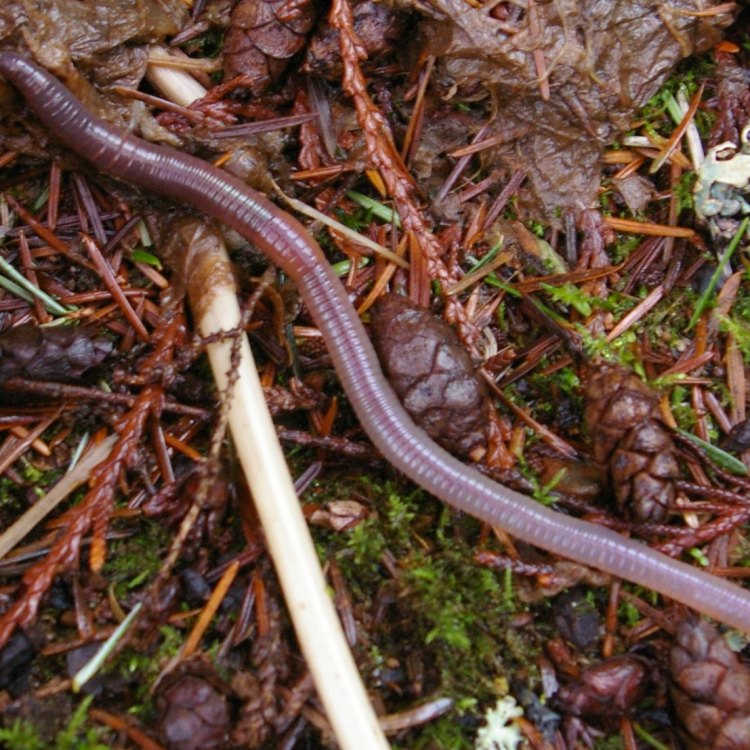 Uncovering the Fascinating World of Earthworms