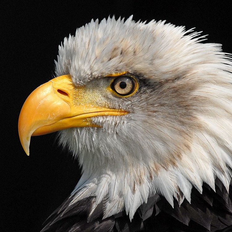 The Majestic Golden Eagle: The King of the Skies